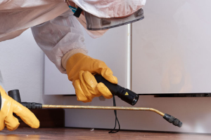 Messie Schädlingsbekämpfung Filderstadt